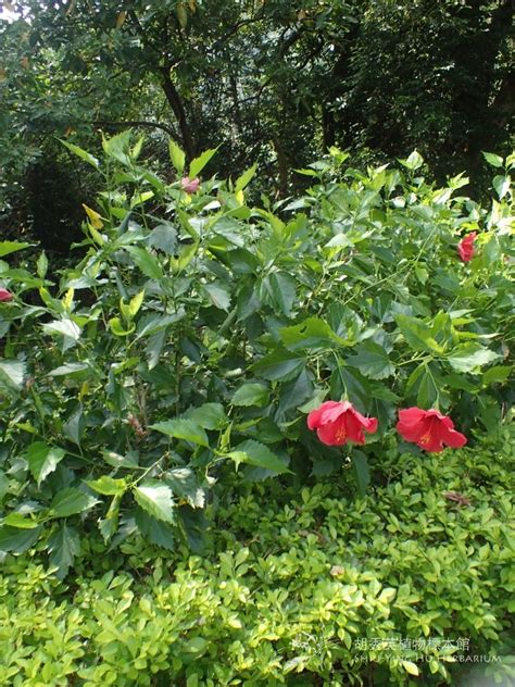 芙蓉盆栽|袁晓辉 Rita : 朱槿 Hibiscus (芙蓉/扶桑/大紅花)